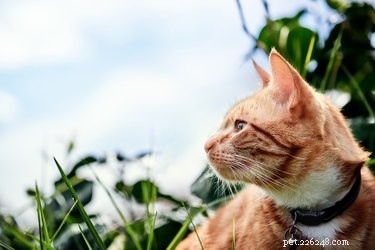Stop Cats from Pooping in Your Sandbox: Proven Prevention Tips
