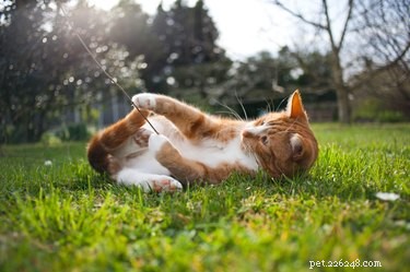 Stop Cats from Pooping in Your Sandbox: Proven Prevention Tips