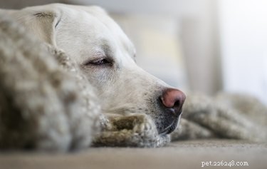 Calming a Male Dog During a Female s Heat Cycle: Proven Tips for Pet Owners