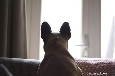 Supporting Your Dog After the Loss of a Companion: Practical Care Tips