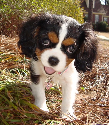 Puppies Drinking Their Urine: Causes, Concerns, and What to Do