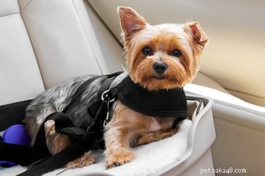Accurate Guide: Measuring Your Dog’s Girth for a Perfect Harness Fit