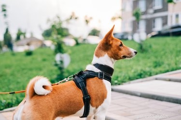 Accurate Guide: Measuring Your Dog’s Girth for a Perfect Harness Fit