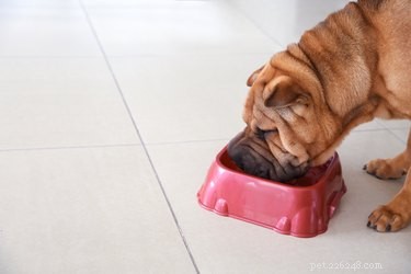 What Drives Your Dog to Nibble With Front Teeth – Causes & How to Guide Them