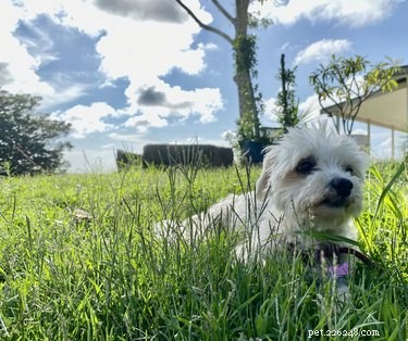 Natural Solutions to Keep Your Lawn Free of Dog Waste