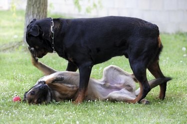 Understanding Why Your Dog Might Sit on Other Dogs