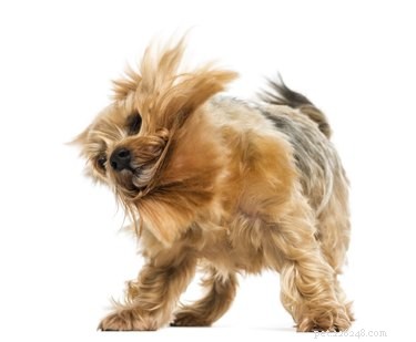 The Science Behind Why Dogs Shake Their Coats