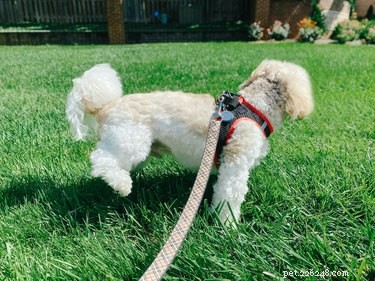 Why Dogs Lick Their Own Urine: Health Insights & What to Watch For