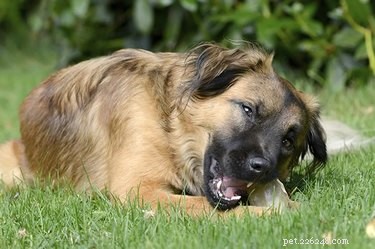 Why Dogs Bury Bones: Insights Into Their Natural Instincts