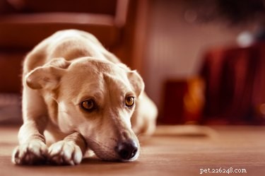 Why Do Dogs Urinate on Their Owner’s Clothing? Causes & Solutions