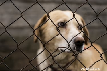 Recognizing Neglect in Dogs: Key Signs & How Owners Can Help