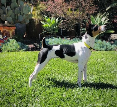 Rat Terrier Profile: Size, Lifespan, Temperament & Grooming Guide