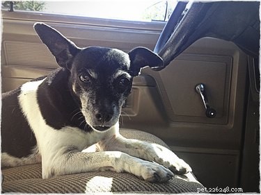 Rat Terrier Profile: Size, Lifespan, Temperament & Grooming Guide