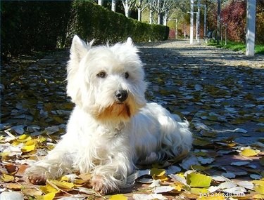 Understanding Canine Heat Cycles: What to Expect & How Dogs Behave