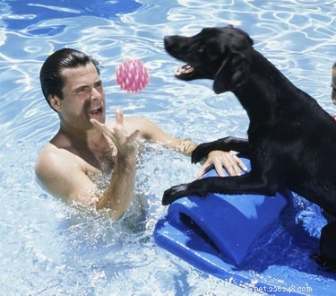 How to Stop Your Dog from Humping: Effective Training Tips