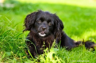 Identifying Signs of Abuse in Dogs: A Comprehensive Guide