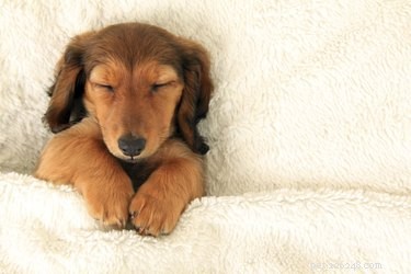 Do Dogs Dream? Insights into Canine Sleep & Nightmares