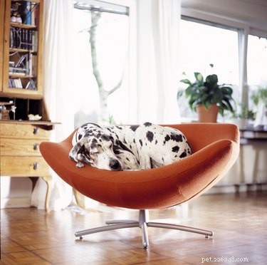 Do Dogs Dream? Insights into Canine Sleep & Nightmares