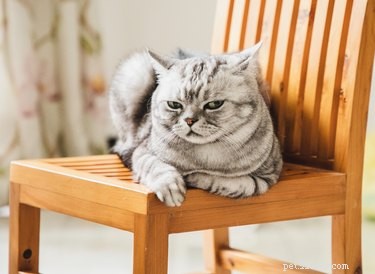 Prevent Your Cat From Urinating on Indoor Plants: Proven Tips