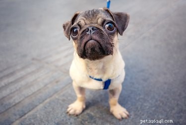 Best Apartment‑Friendly Dog Breeds: Comfort, Energy, and Size Guide