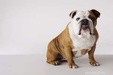 Best Apartment‑Friendly Dog Breeds: Comfort, Energy, and Size Guide