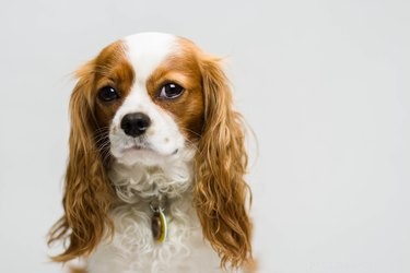 Best Apartment‑Friendly Dog Breeds: Comfort, Energy, and Size Guide
