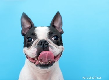 Best Apartment‑Friendly Dog Breeds: Comfort, Energy, and Size Guide