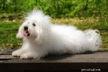 Best Apartment‑Friendly Dog Breeds: Comfort, Energy, and Size Guide