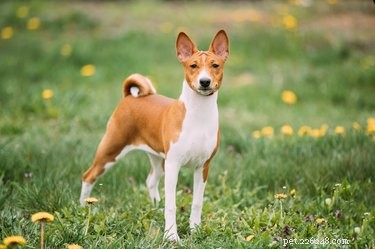 Best Apartment‑Friendly Dog Breeds: Comfort, Energy, and Size Guide