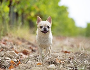 Best Apartment‑Friendly Dog Breeds: Comfort, Energy, and Size Guide