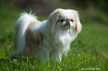 Best Apartment‑Friendly Dog Breeds: Comfort, Energy, and Size Guide