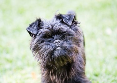 Best Apartment‑Friendly Dog Breeds: Comfort, Energy, and Size Guide