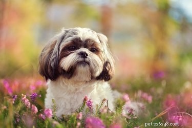 Best Apartment‑Friendly Dog Breeds: Comfort, Energy, and Size Guide