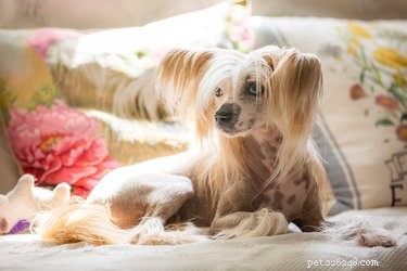 Best Apartment‑Friendly Dog Breeds: Comfort, Energy, and Size Guide