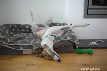 Best Apartment‑Friendly Dog Breeds: Comfort, Energy, and Size Guide