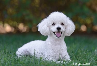 Best Apartment‑Friendly Dog Breeds: Comfort, Energy, and Size Guide