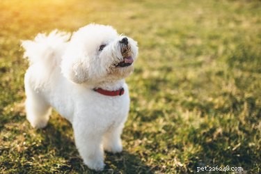 Best Apartment‑Friendly Dog Breeds: Comfort, Energy, and Size Guide