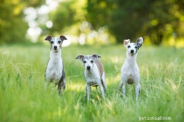 Best Apartment‑Friendly Dog Breeds: Comfort, Energy, and Size Guide