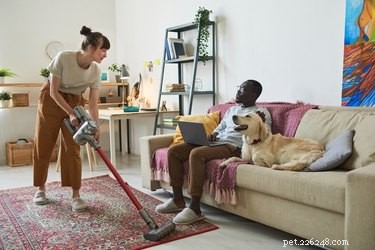 Exploring the Truth: Are Any Dog Breeds Truly Hypoallergenic?
