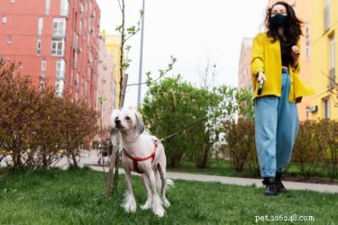 Exploring the Truth: Are Any Dog Breeds Truly Hypoallergenic?