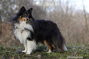 Discover the Shetland Sheepdog: A Loyal, Energetic Herding Companion