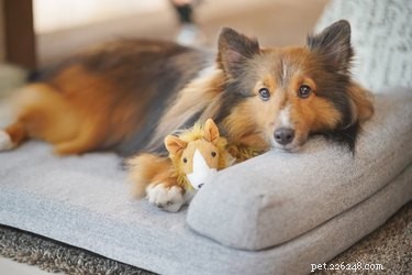 Discover the Shetland Sheepdog: A Loyal, Energetic Herding Companion