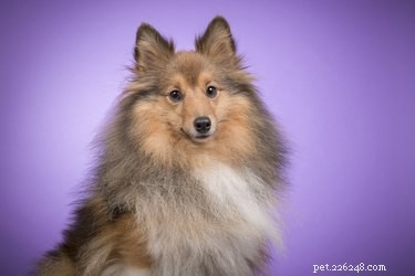 Discover the Shetland Sheepdog: A Loyal, Energetic Herding Companion