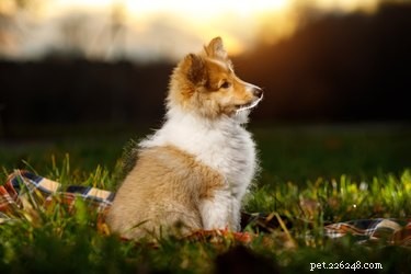 Discover the Shetland Sheepdog: A Loyal, Energetic Herding Companion