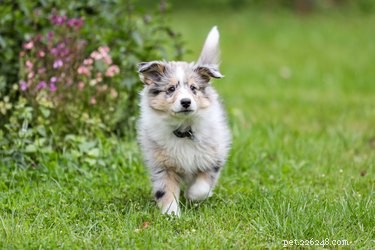 Discover the Shetland Sheepdog: A Loyal, Energetic Herding Companion