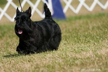 Scottish Terrier 101: Traits, Training, and Care for the Independent Small Dog