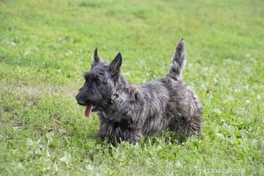 Scottish Terrier 101: Traits, Training, and Care for the Independent Small Dog