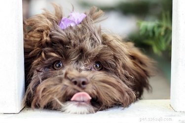 Shih‑Poo Guide: The Ideal Apartment Dog for City Life
