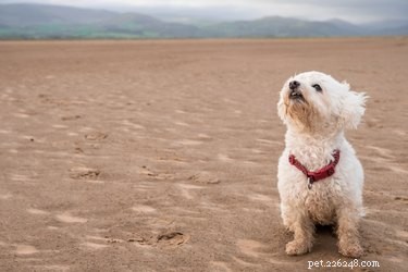 Shih‑Poo Guide: The Ideal Apartment Dog for City Life