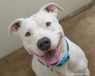 The American Pit Bull Terrier: Facts, Myths, and a Legacy of Misunderstanding
